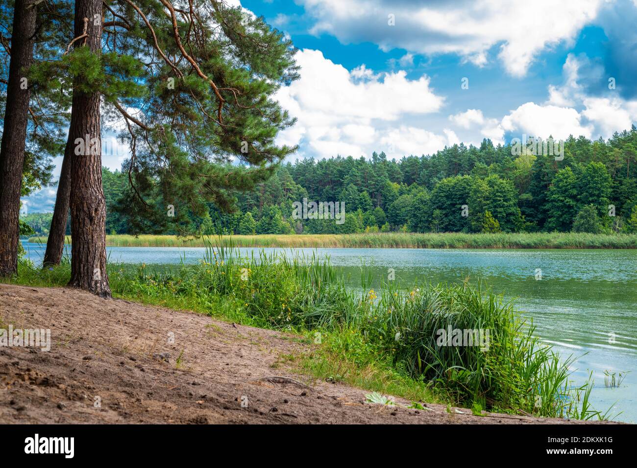 Beautiful natural scenery of river in forest. Landscape with coniferous woods and river. Wonderful scene of forest river in summer with pine trees. Br Stock Photo