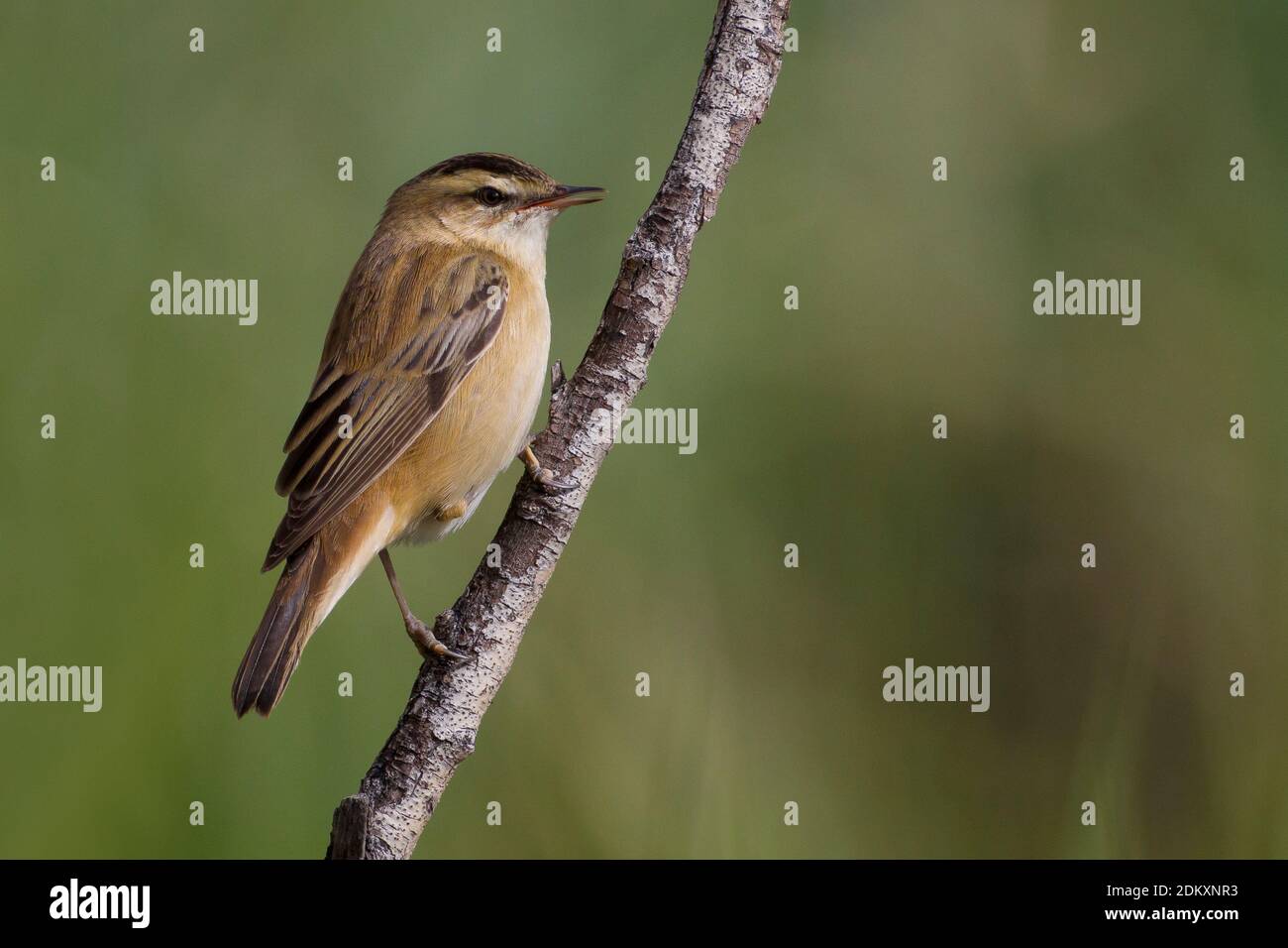 Rietzanger op stengel; Sedge Warbler on stem Stock Photo
