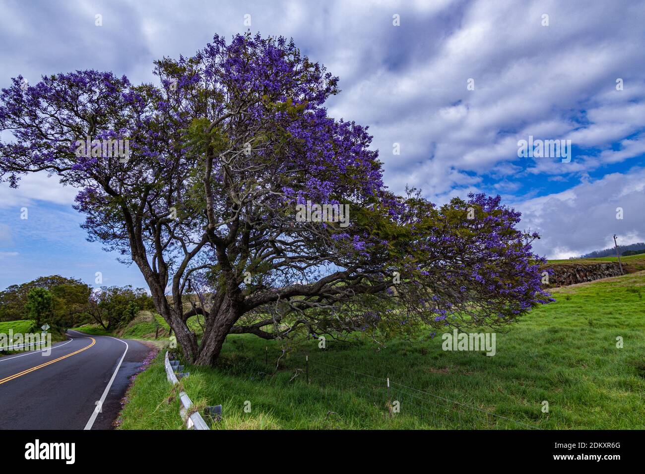 Beautiful Jacaranda trees in full bloom on the way up to Haleakala