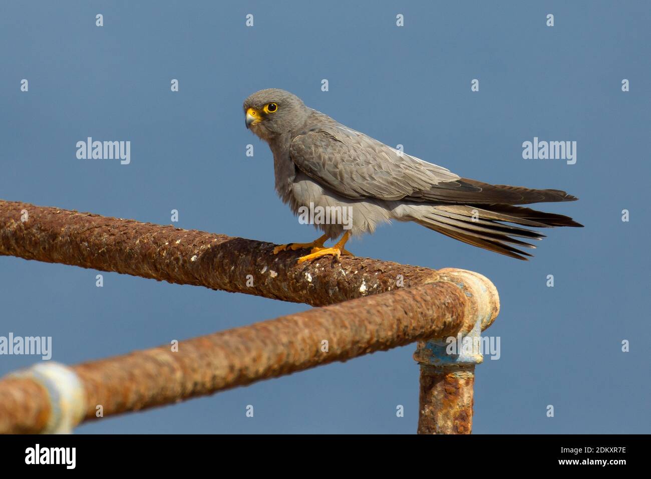 Woestijnvalk zittend op scheepswrak; Sooty Falcon perched on ship wreck Stock Photo