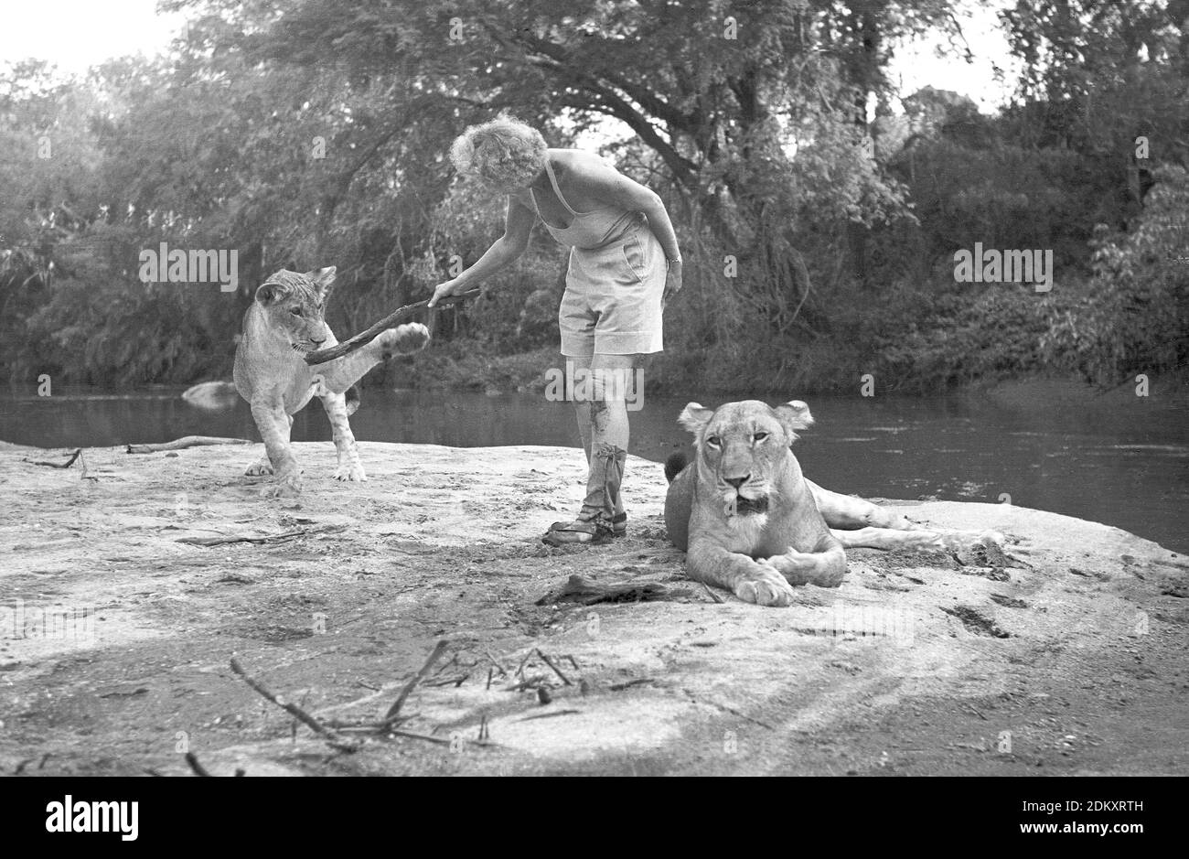 Joy Adamson 'playing' with two lions (pprobably Elsa and one of the cubs) on river bank, Kenya. Am original image from theJoy Adamson Born Free  Photo Collection mostly taken 1940 to early 1960s in Kenya. Stock Photo
