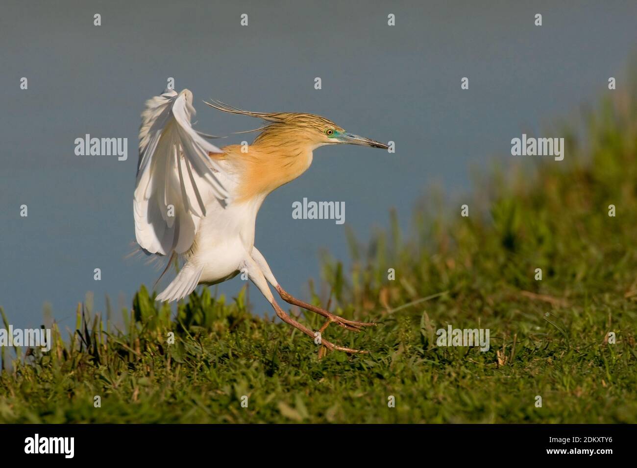 Adulte Ralreiger; Adult Squacco Heron Stock Photo