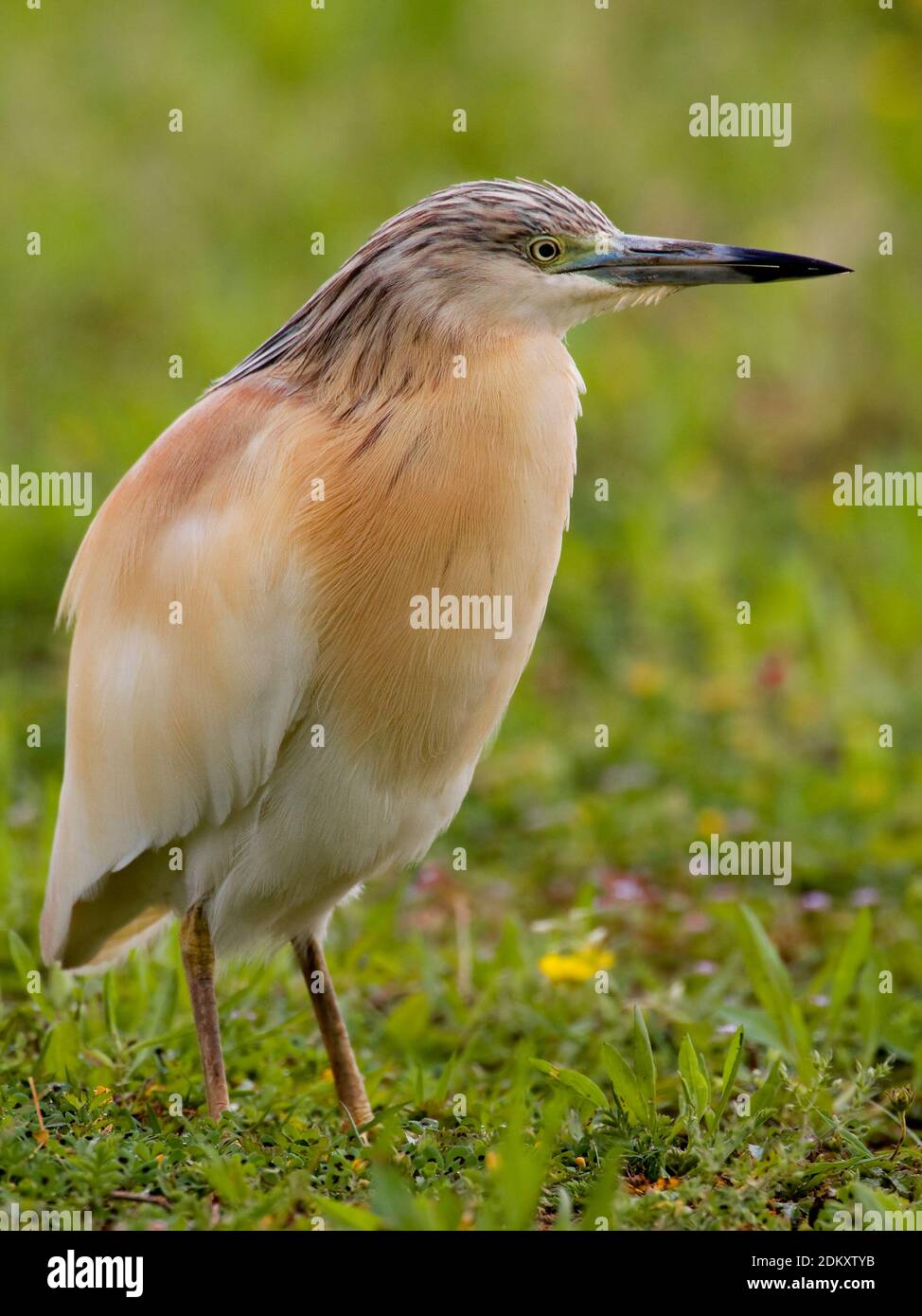 Adulte Ralreiger; Adult Squacco Heron Stock Photo