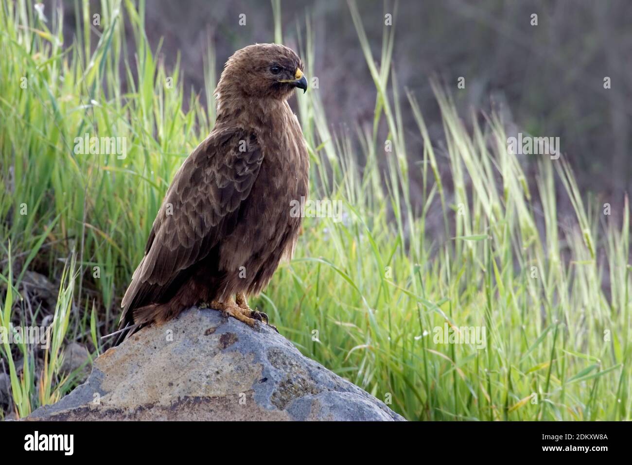 Steppebuizerd in zit; Steppe Buzzard perched Stock Photo