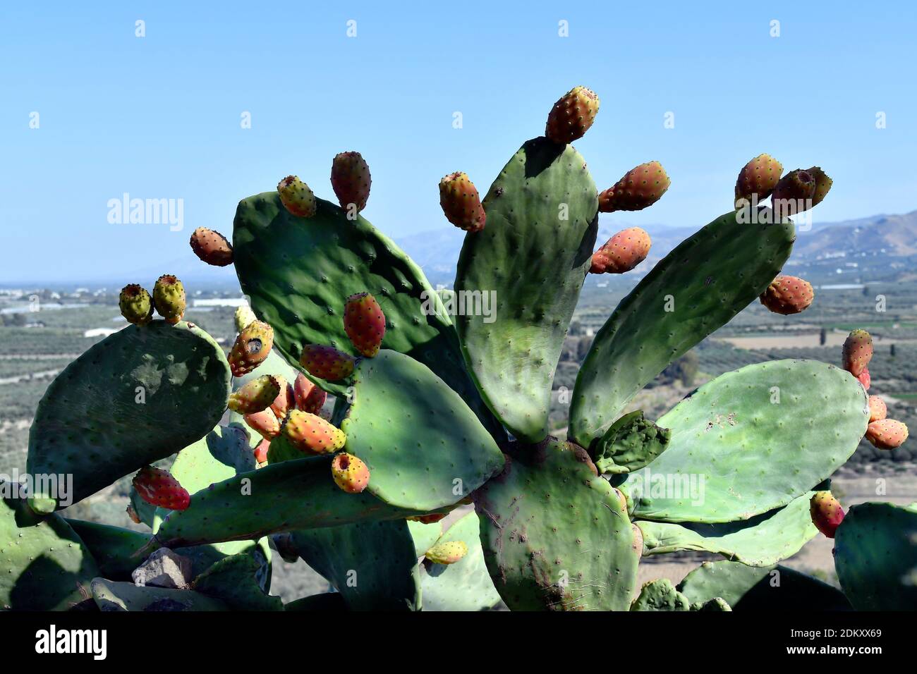 Greece, Crete Island, prickly pear cactus with edible fruits Stock