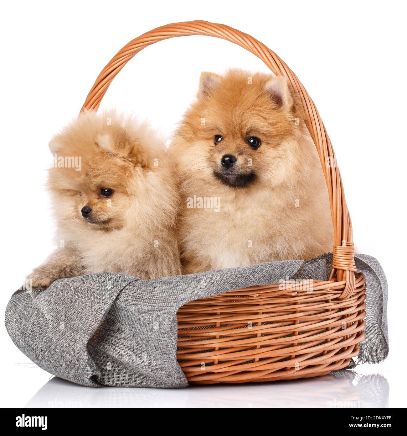 Pomeranian puppies hires stock photography and images Alamy