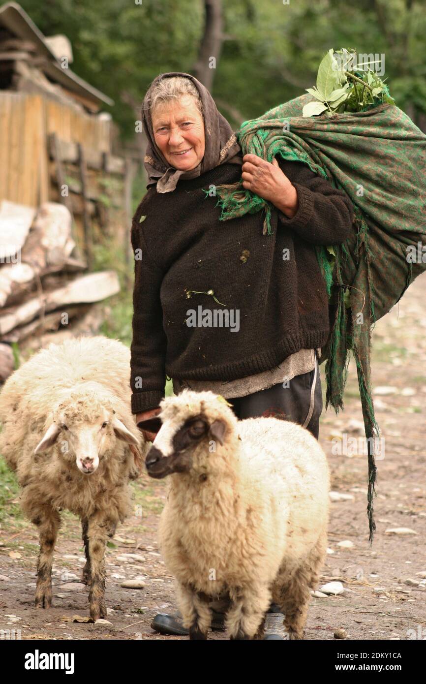 Vrancea County, Romania. Elderly woman tending sheep and carrying a load of fodder. Stock Photo