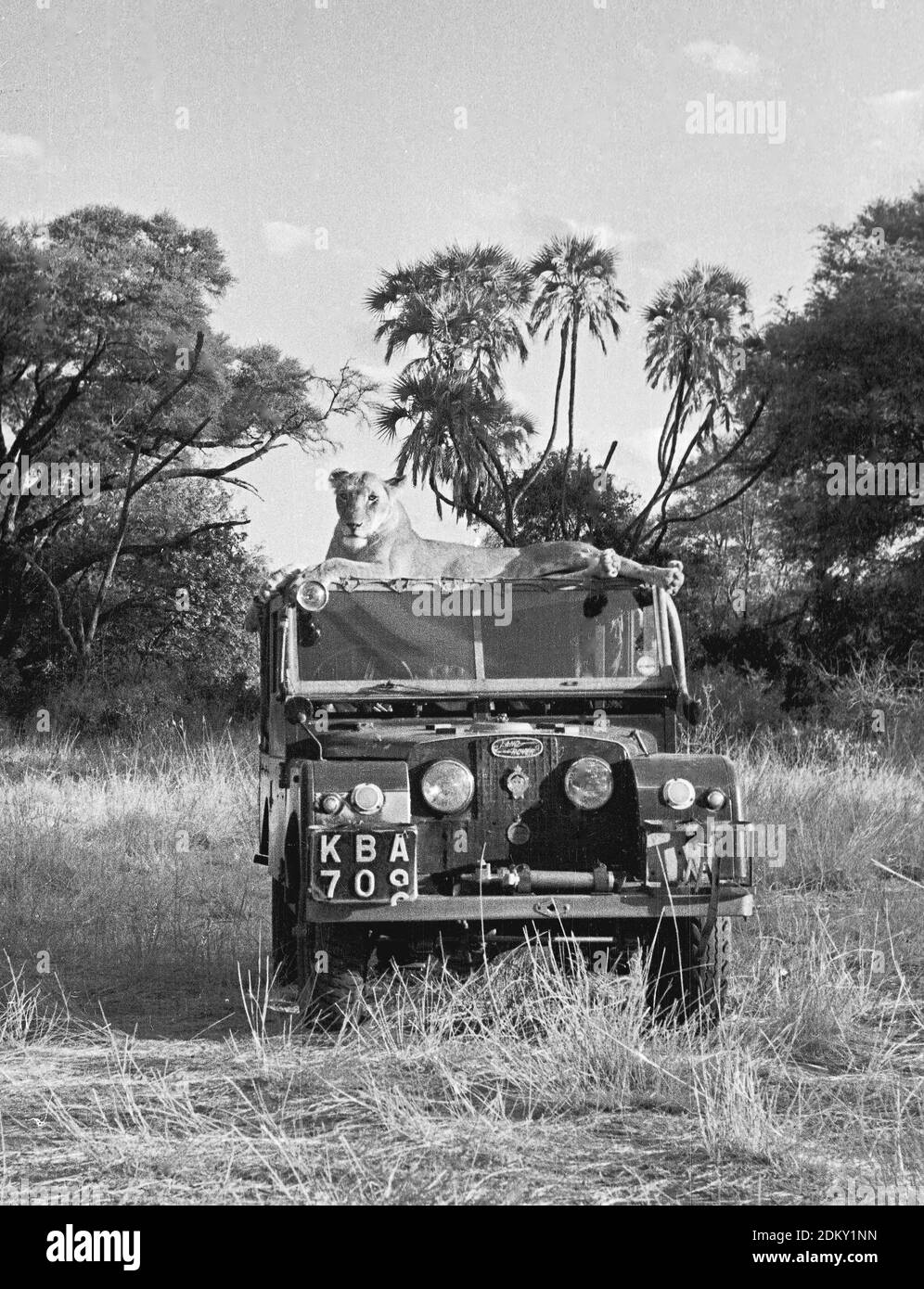 Elsa the lioness of Born Free fame lying on the roof of the Adamson's  Series 1 LandRover, Kenya Stock Photo - Alamy