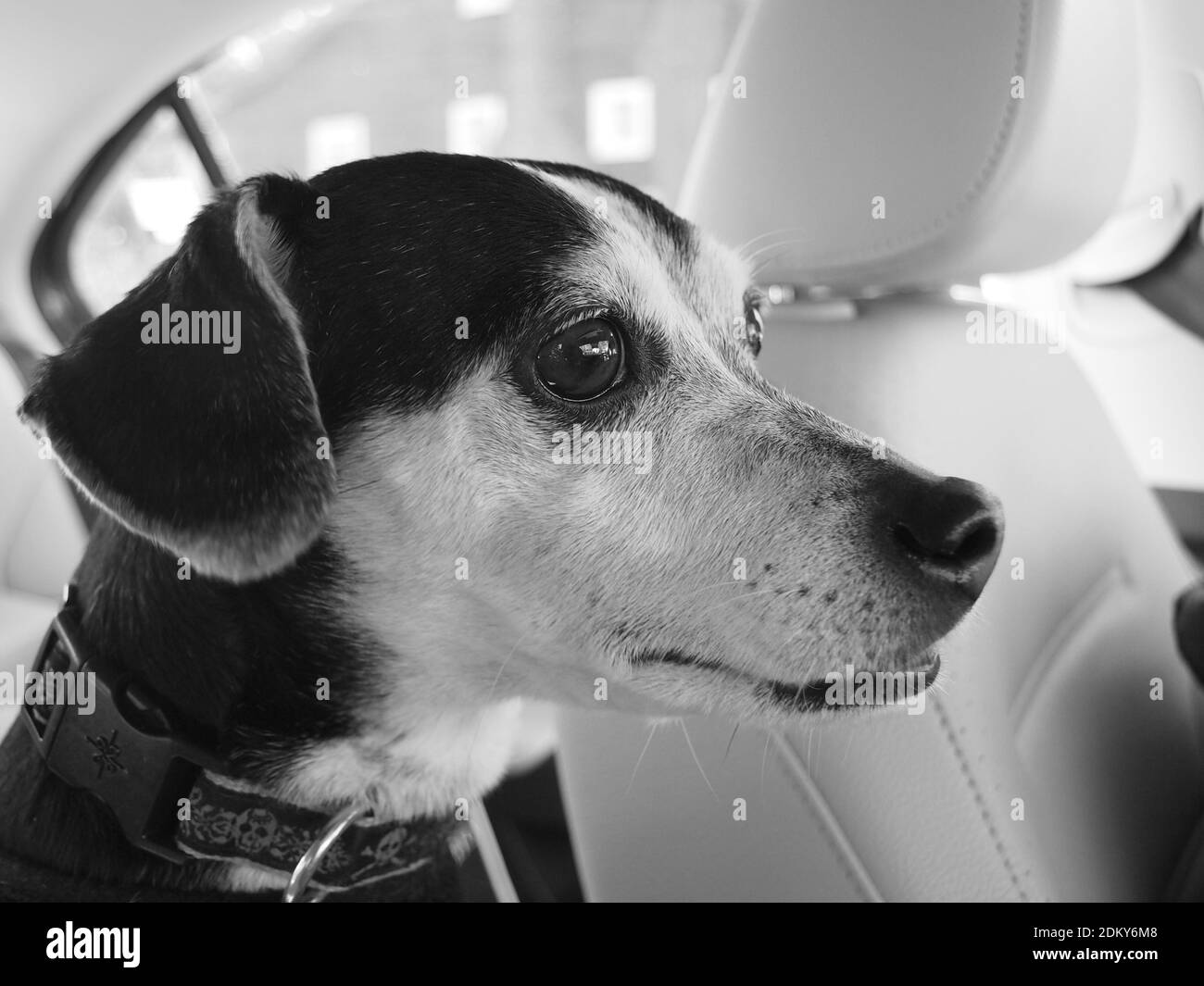 Images of a well cared for rat terrier. Stock Photo