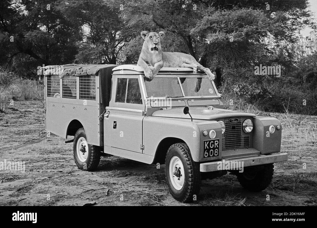 Lioness (probably Jespah) of Joy Adamson's Born Free story lying on the  roof of a Series 2 LandRover in Kenya Stock Photo - Alamy