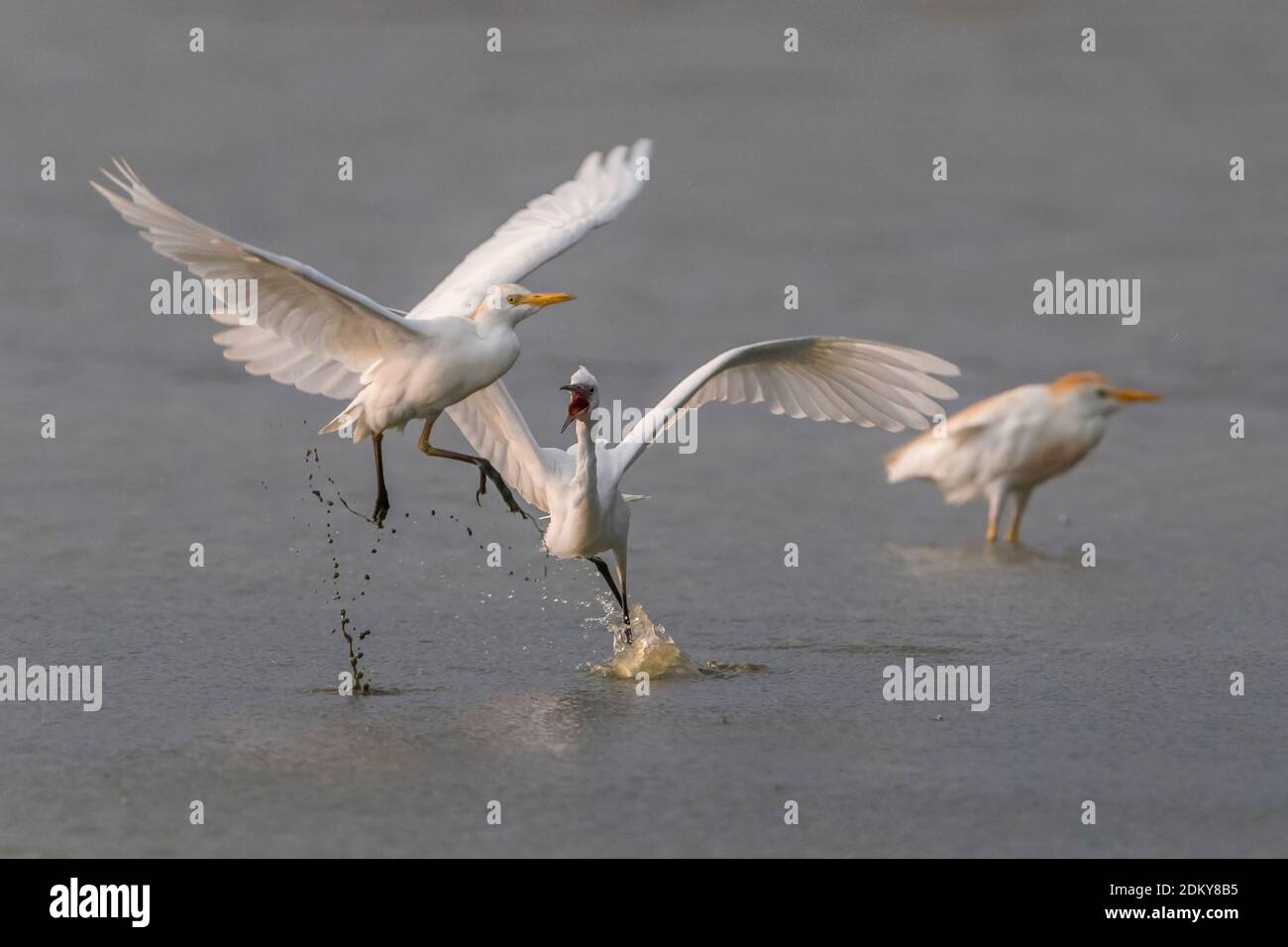Cattle Egret in flight Stock Photo