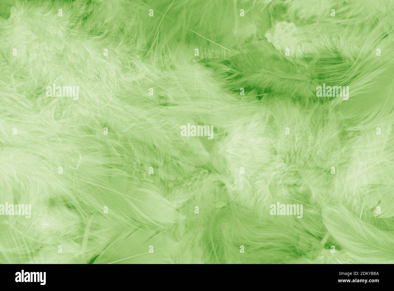 Beautiful Green Feathers As Background, Closeup. Color Of The Year 2019.  Free Image and Photograph 210938296.