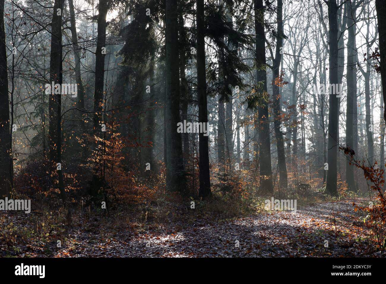In the forest on a foggy autumn morning Stock Photo - Alamy