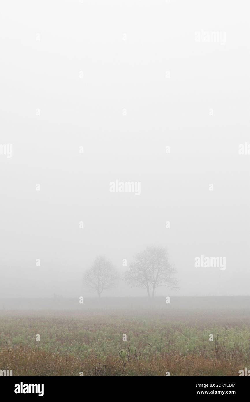 Two trees on field enfolded in morning fog in autumn Stock Photo - Alamy