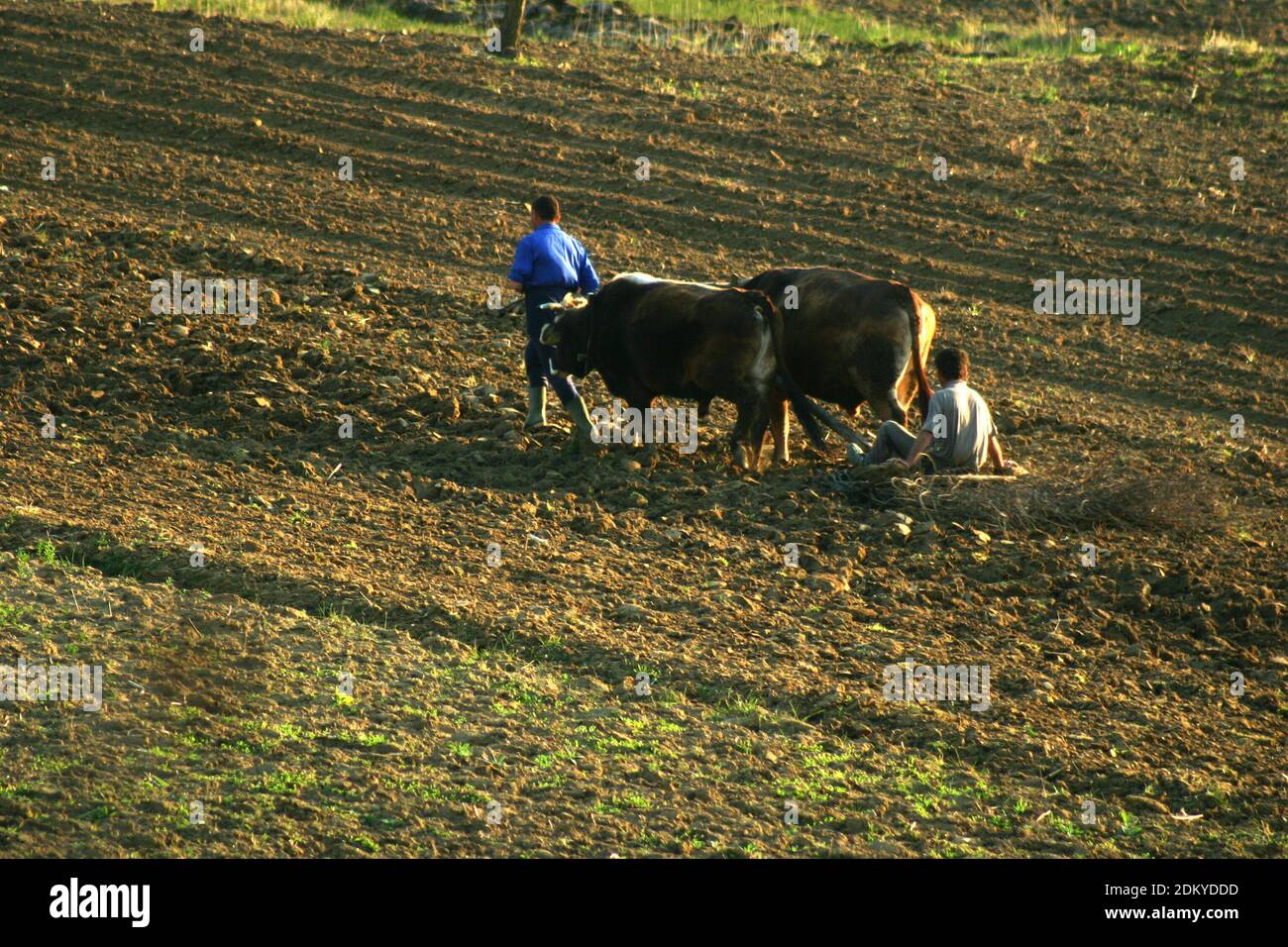 Romanian farmers harrowing a plowed parcel of land the oldfashioned