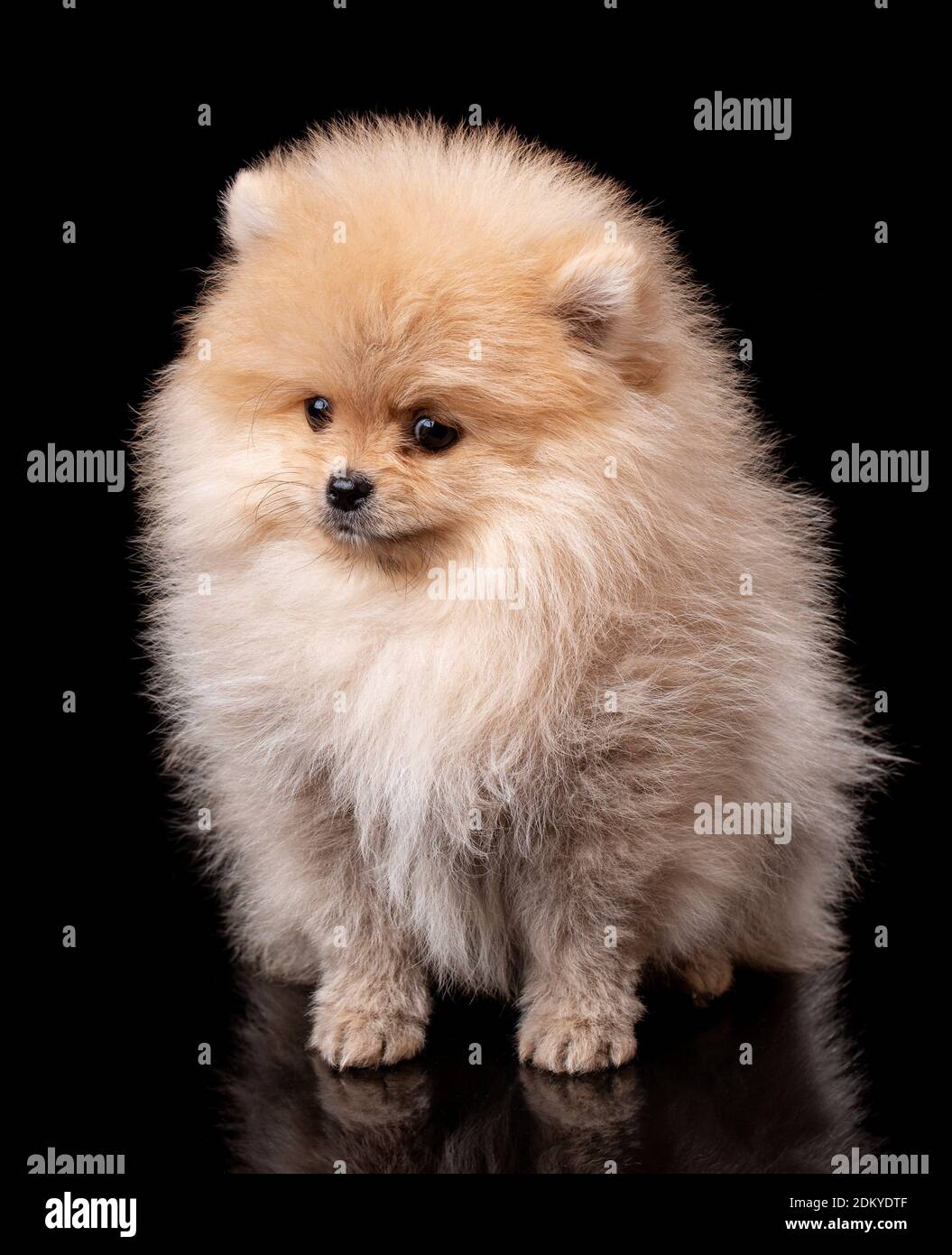 Full Grown Teacup Pomeranians Black
