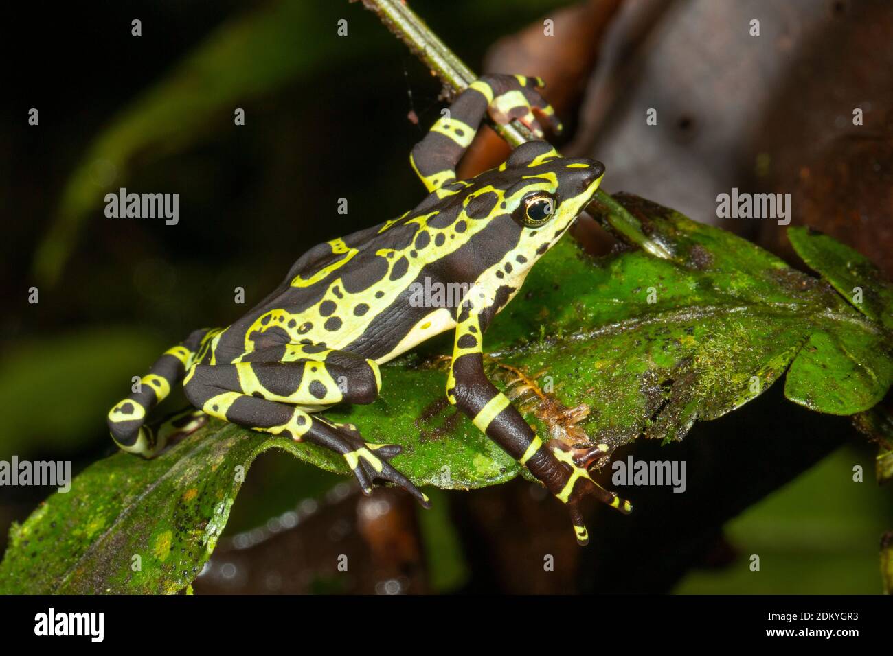 An un-named species of harlequin toad (Atelopus sp.) resting on a leaf at night near Rio Nangaritza in the Cordillera del Condor, the Ecuadorian Amazo Stock Photo