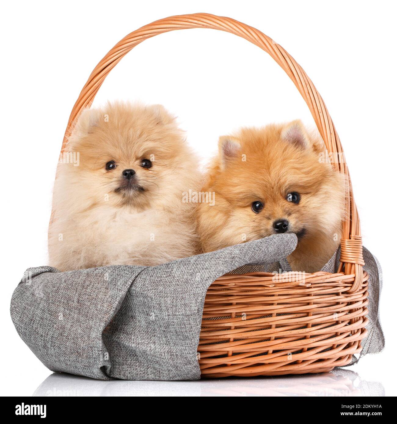 Two beautiful Pomeranian Spitz puppies sitting in a wicker basket. Stock Photo