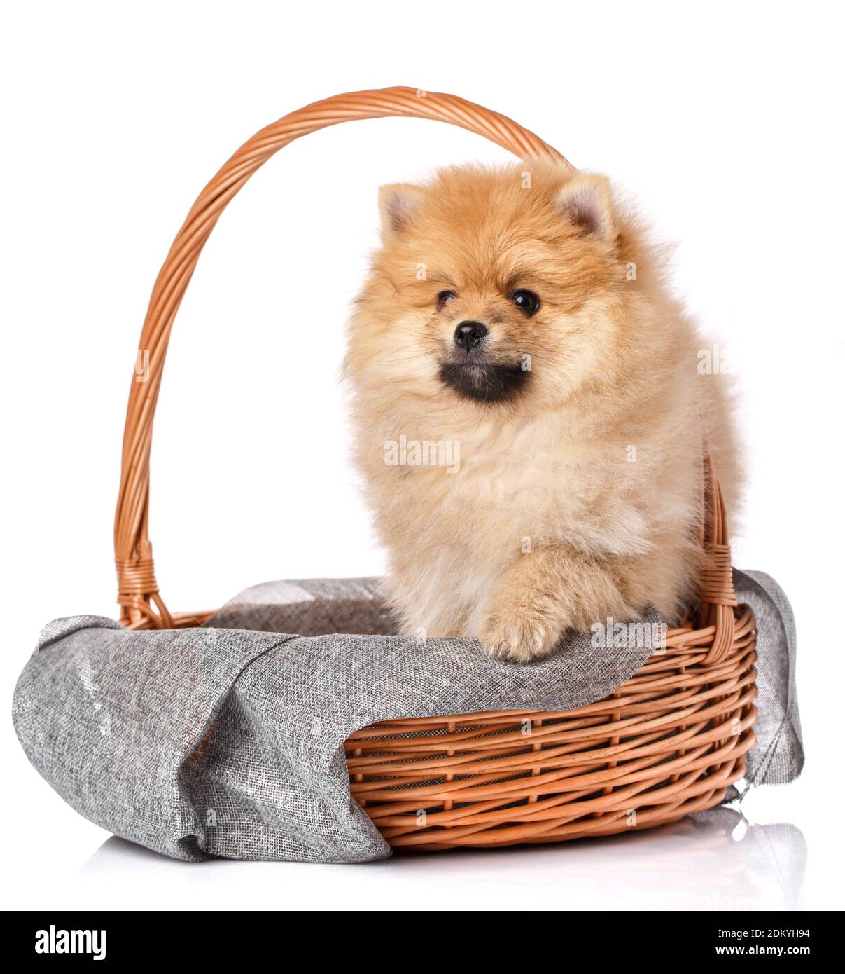 Pomeranian Spitz puppy looking aside while sitting in a wicker basket. Stock Photo