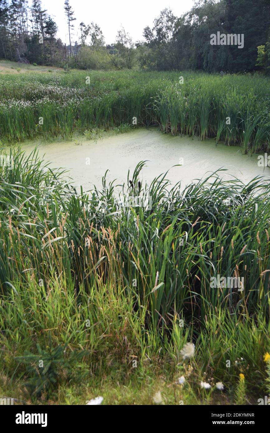 Tall grass pond hi-res stock photography and images - Alamy