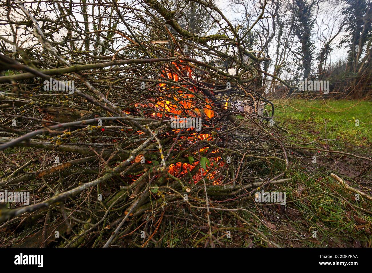 Burning brash after hedging. Agricultural hedges need maintaining and
