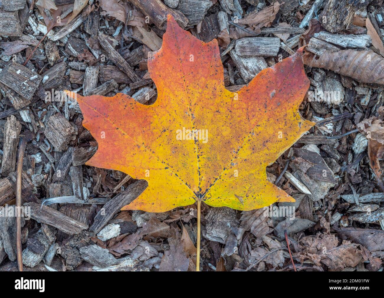 Autumn fall foliage in forest Stock Photo - Alamy