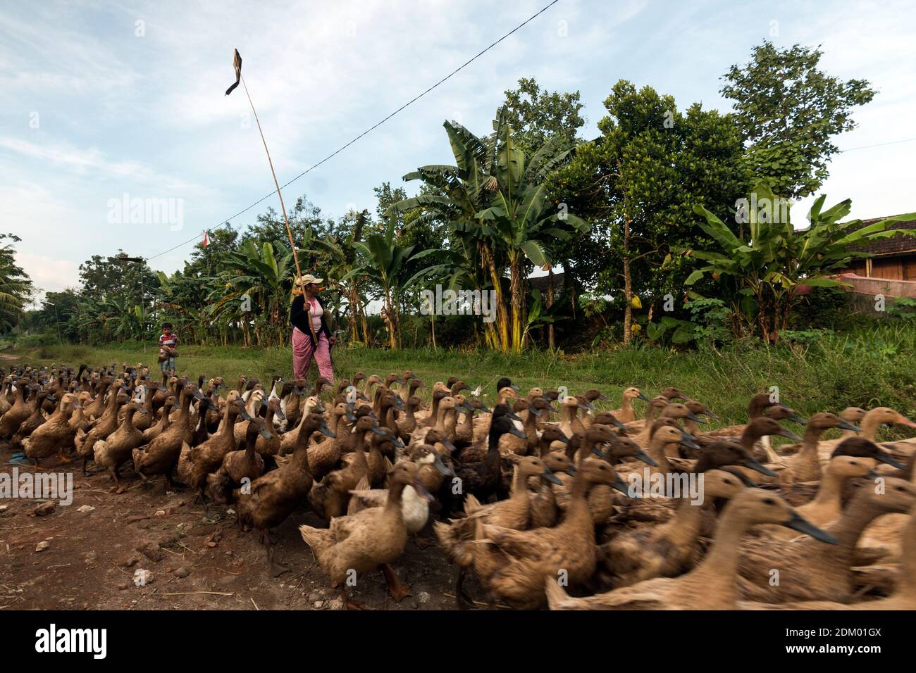 Duck breeder in Sumber Jeruk village, Jember district Stock Photo Alamy