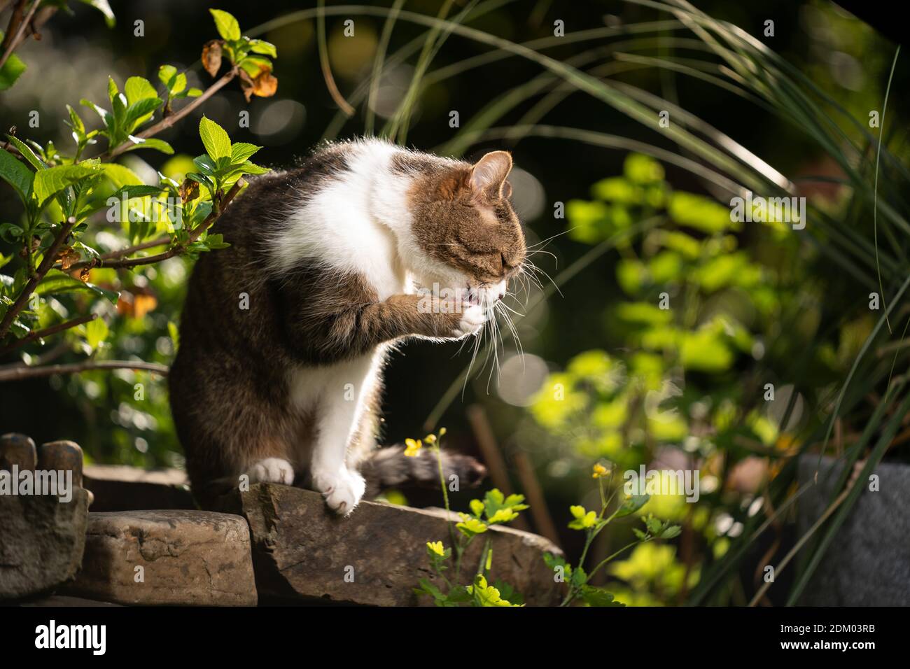 portrait of a tabby white british shorthair cat outdoors in beautiful ...