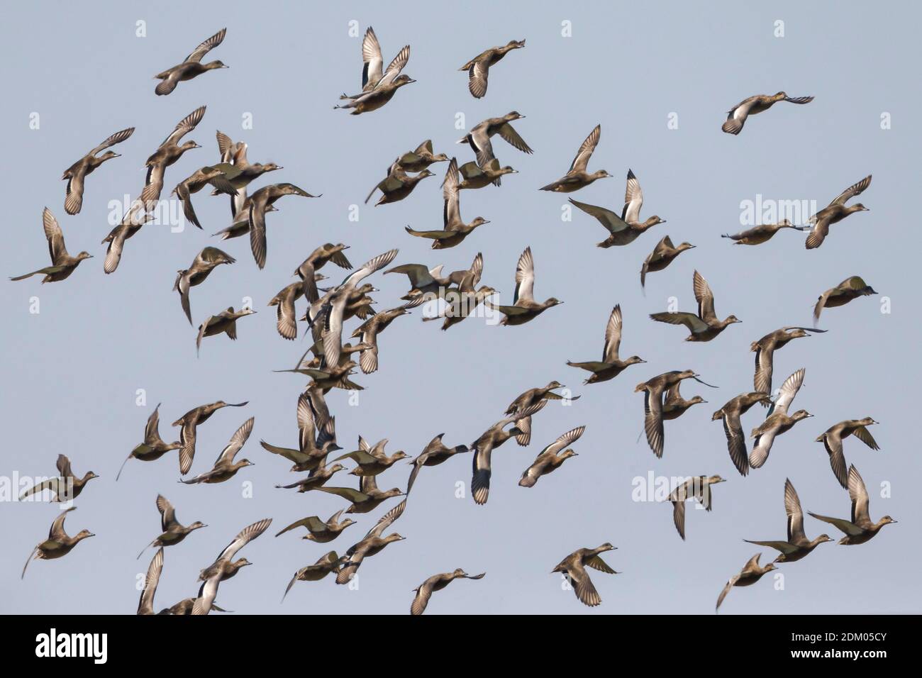 Flock of Falcated Ducks Stock Photo
