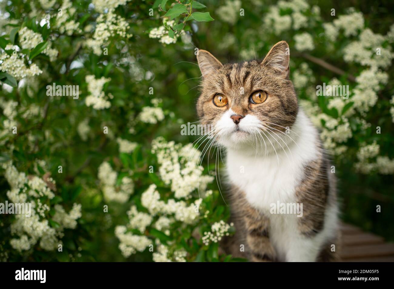 portrait of a beautiful tabby white british shorthair cat under a ...