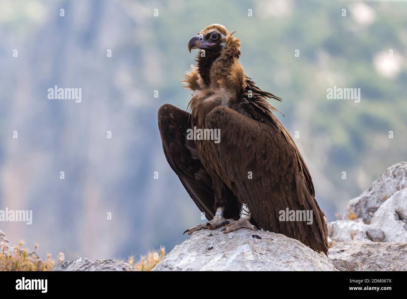 Eurasian Black Vulture perched Stock Photo