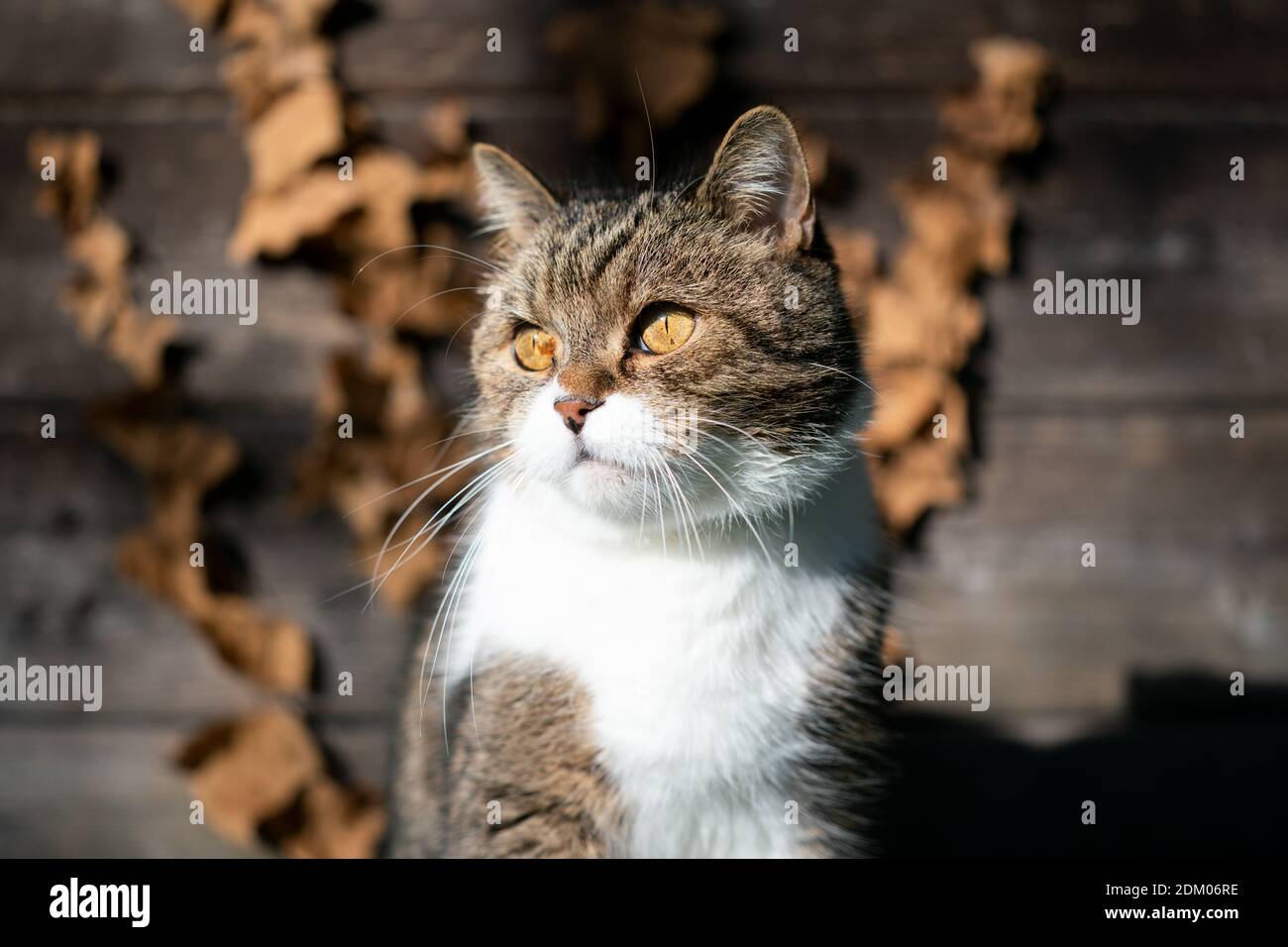 portrait of a tabby white british shorthair cat in front of wooden shed ...