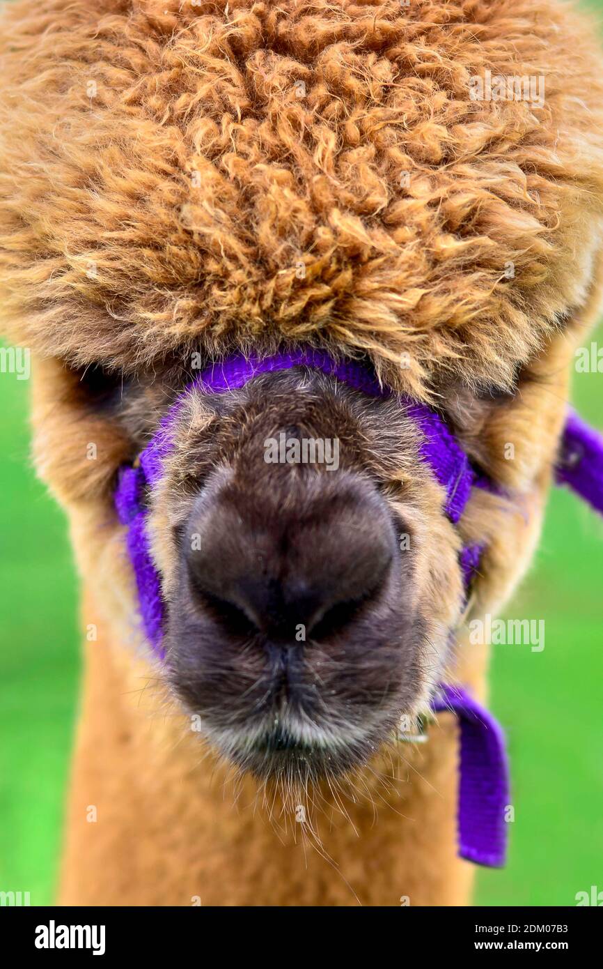 Cute brown alpaca head with a woolly haircut Stock Photo