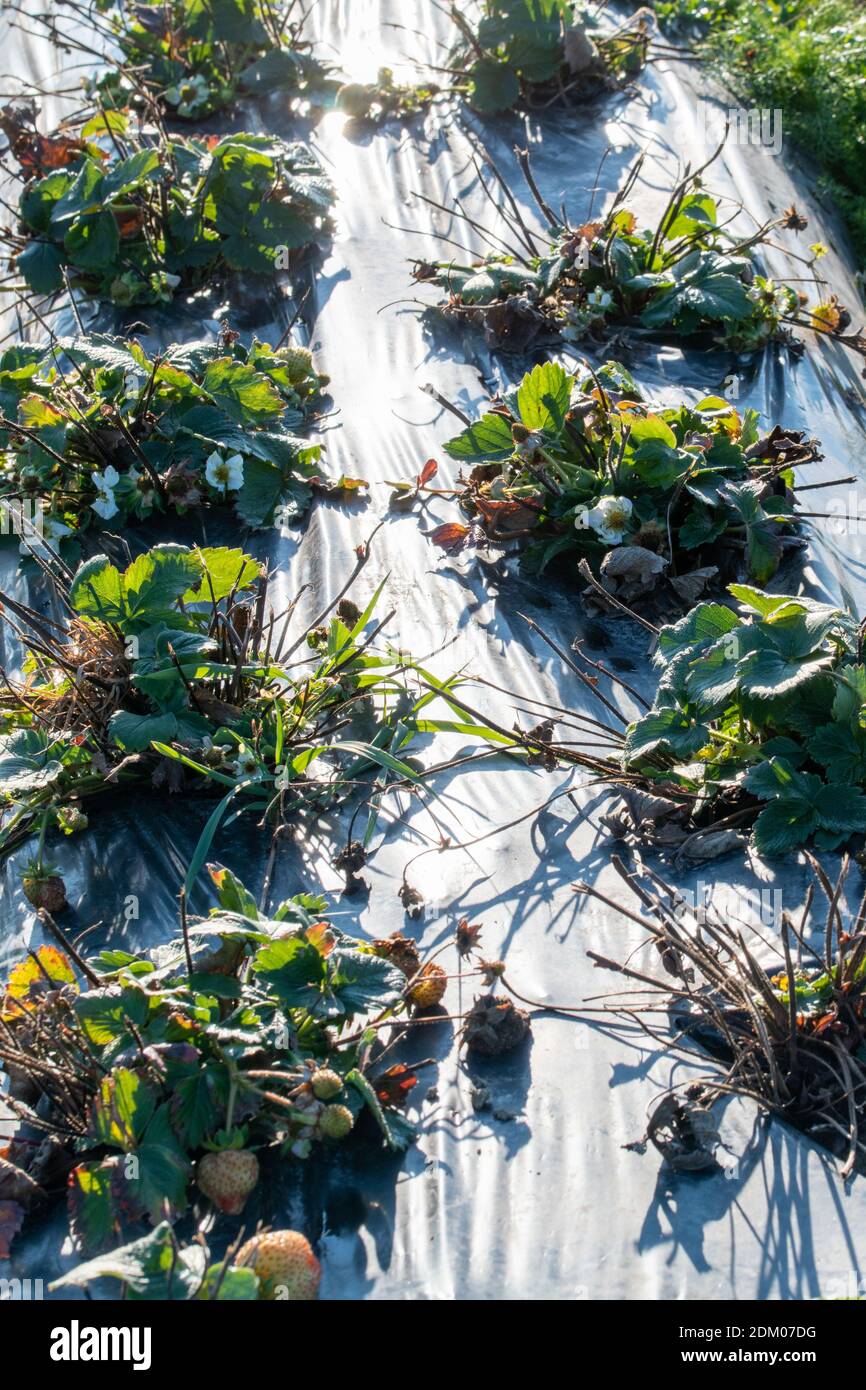 Strawberry field in November. There are still almost ripe berries on ...