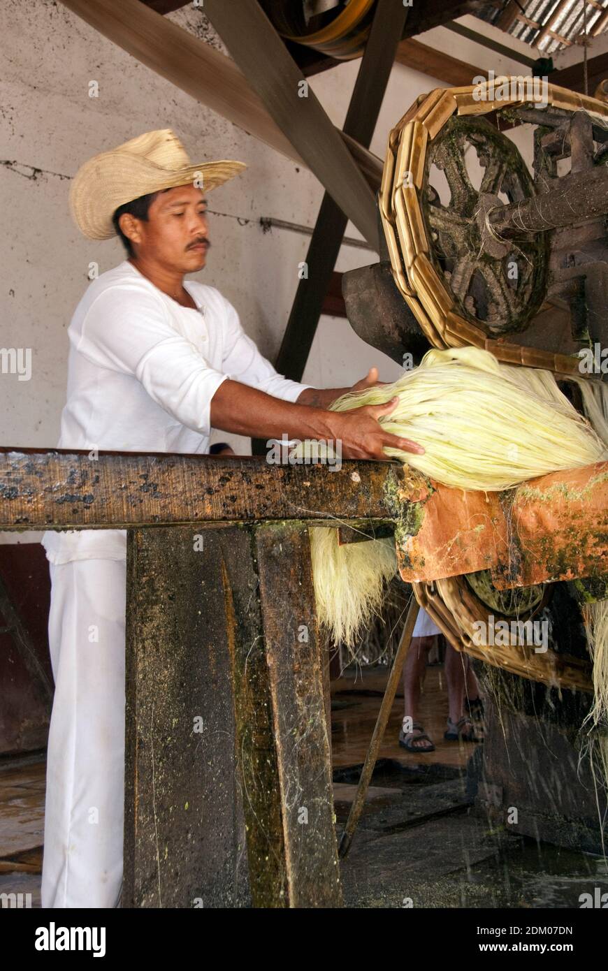 Agave Fiber High Resolution Stock Photography and Images Alamy