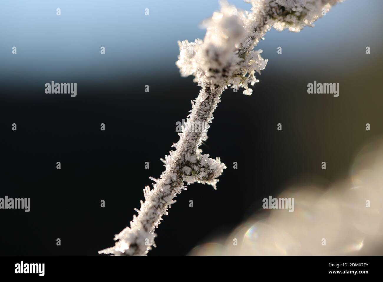 Ice crystals on the branches Stock Photo