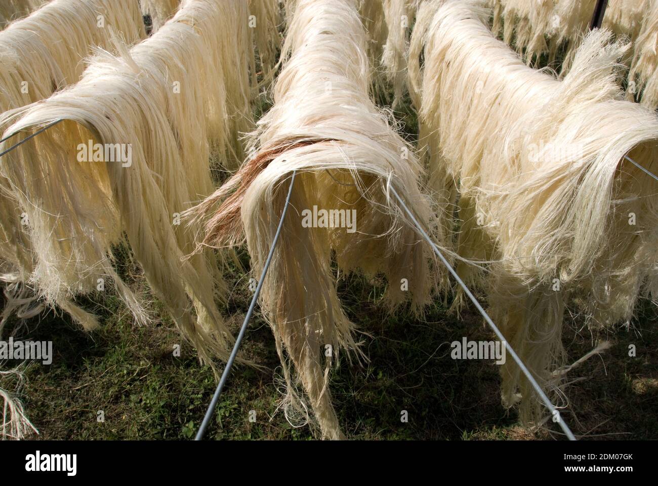 Henequen fibers, dry in the sun before being made into rope and twine, at the Hacienda Sotuta de Peon, Yucatan, Mexico. Stock Photo
