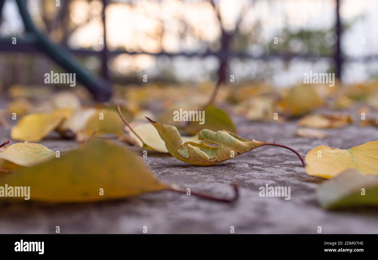 autumn leaves on the ground macro close up Stock Photo - Alamy