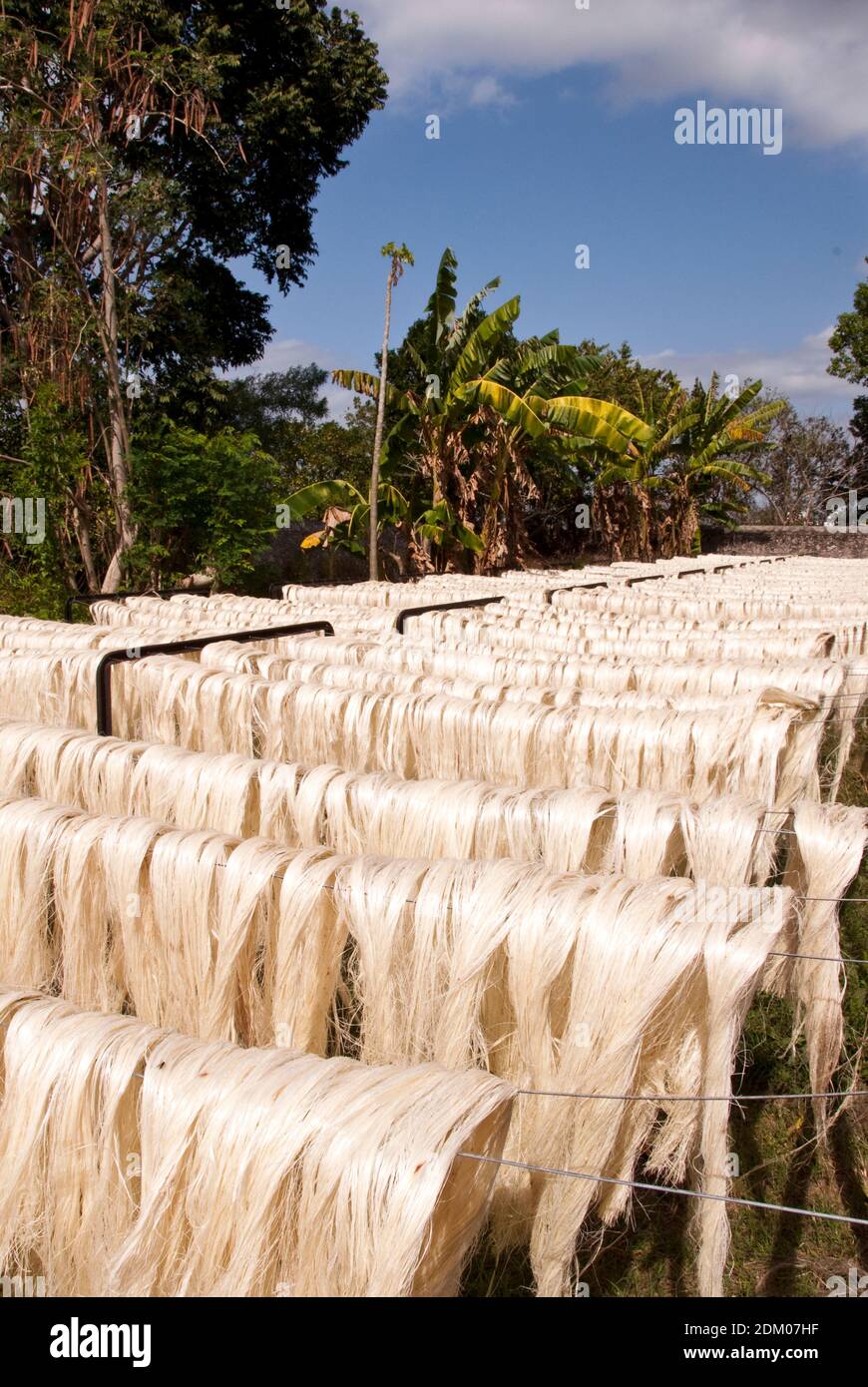Henequen fibers, dry in the sun before being made into rope and twine, at the Hacienda Sotuta de Peon, Yucatan, Mexico. Stock Photo