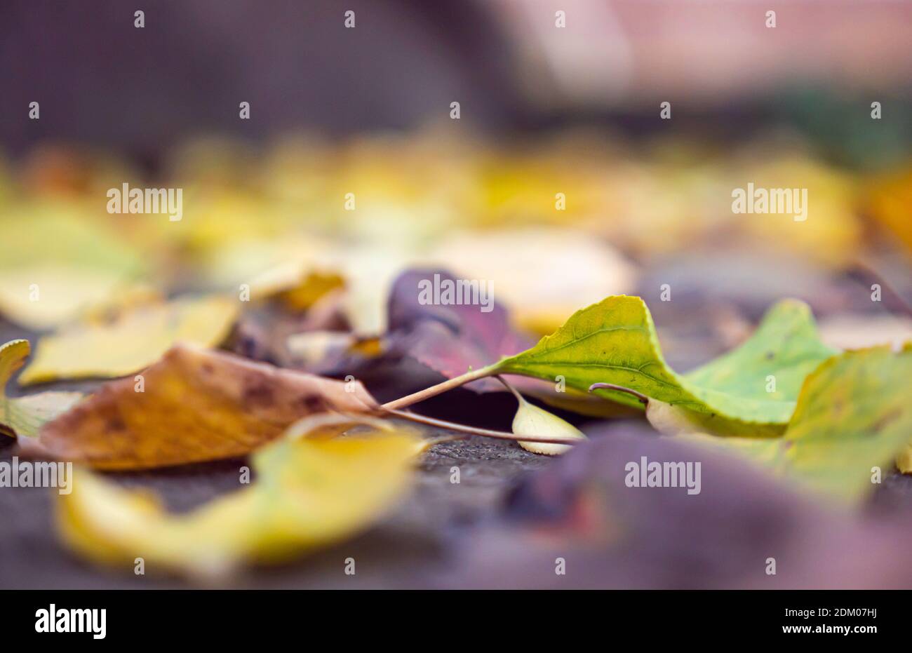 autumn leaves on the ground macro close up Stock Photo - Alamy