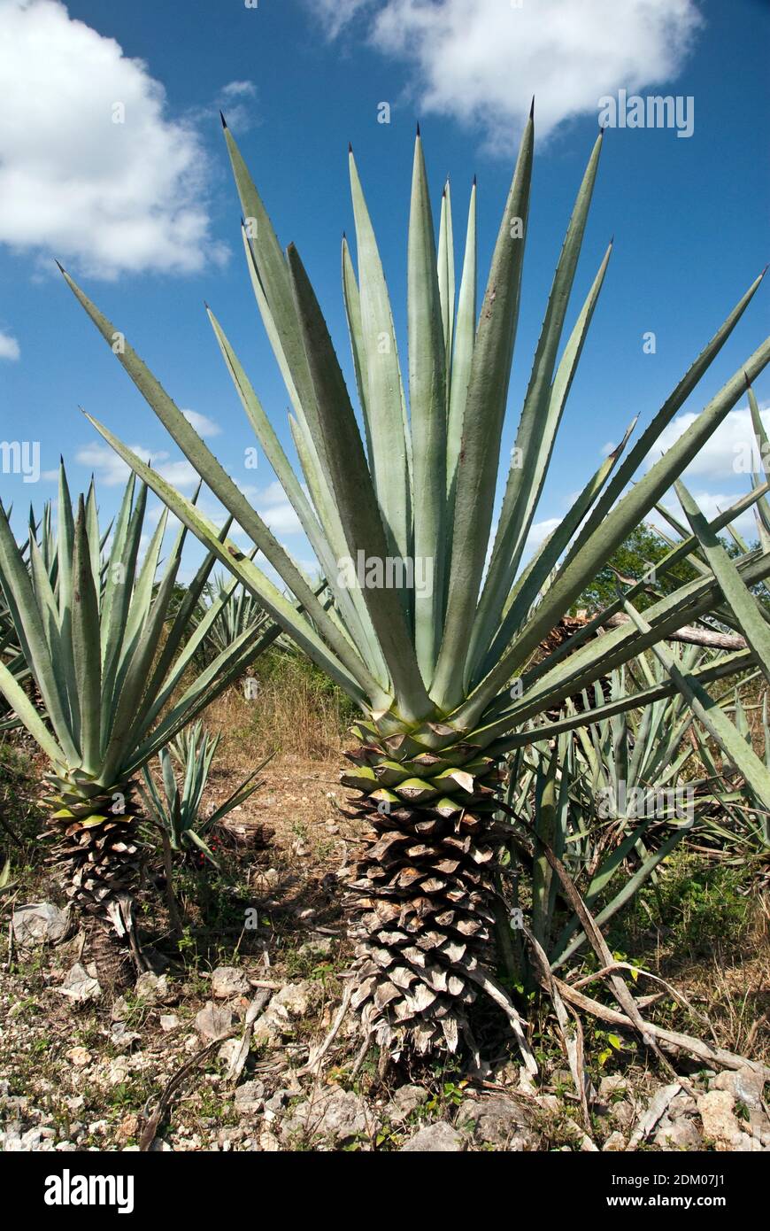 Henequen agave hires stock photography and images Alamy
