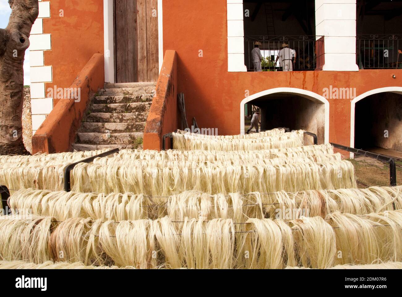 Workers process Henequen, an agave plant, into a fiber suitable for rope and twine, at the Hacienda Sotuta de Peon, Yucatan, Mexico. Stock Photo
