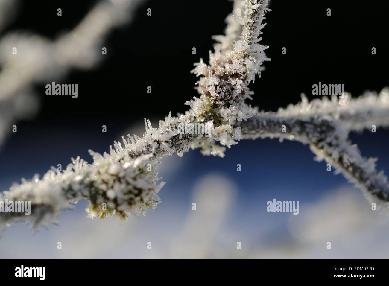 Ice crystals on the branches Stock Photo