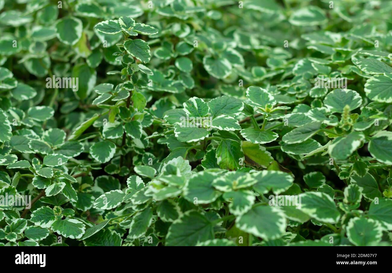 Background of plectranthus amboinicus mint or spanish shyme growing at garden Stock Photo