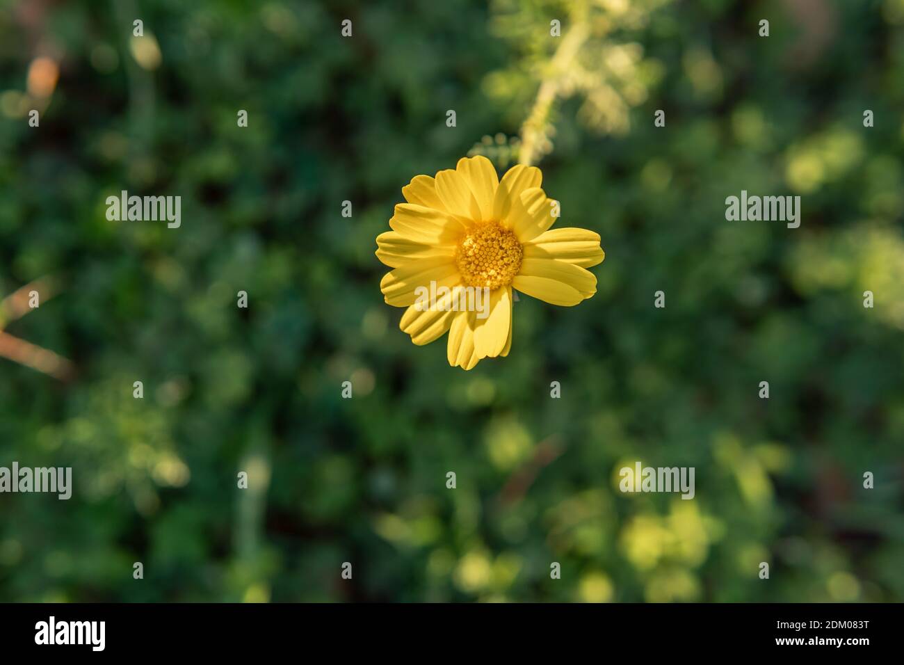Close-up of a daisy flower on a green nature background. Spain Stock Photo