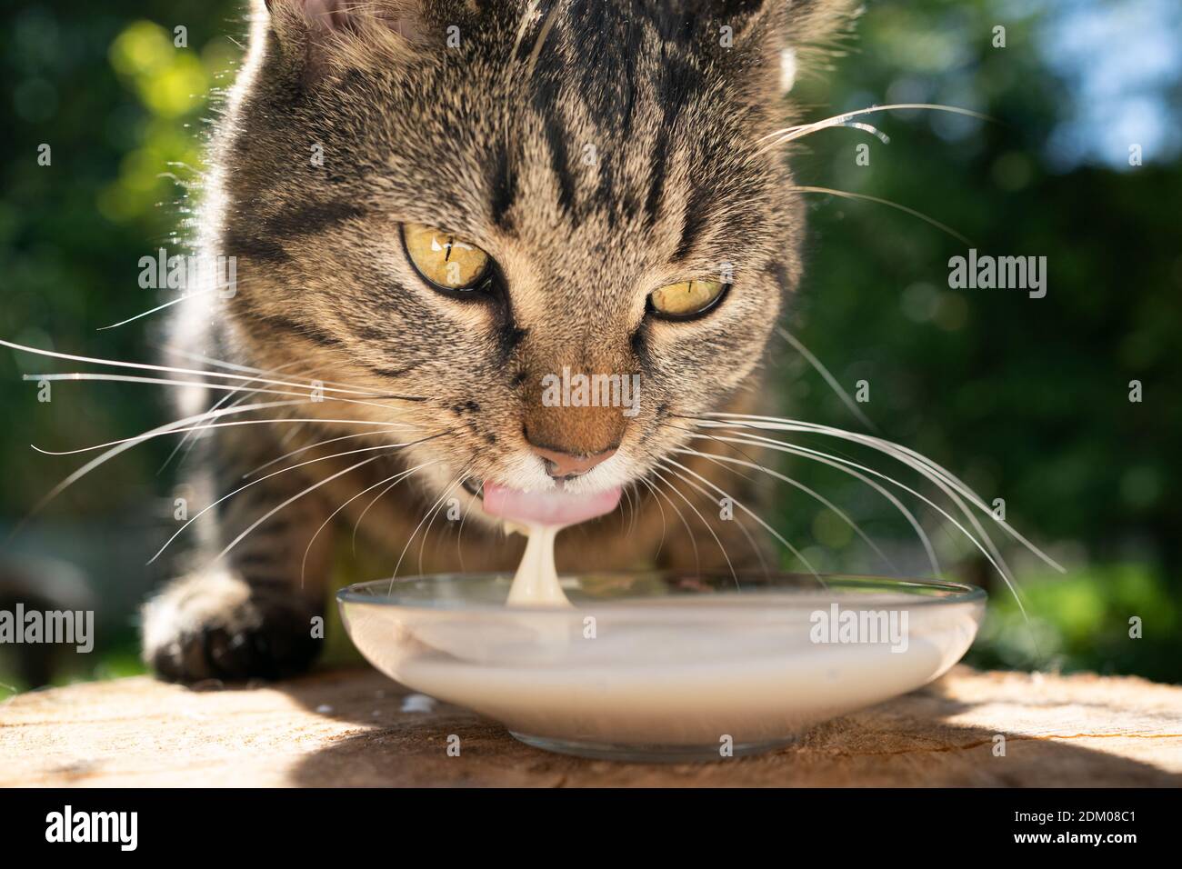 close up of a tabby cat drinking milk outdoors Stock Photo