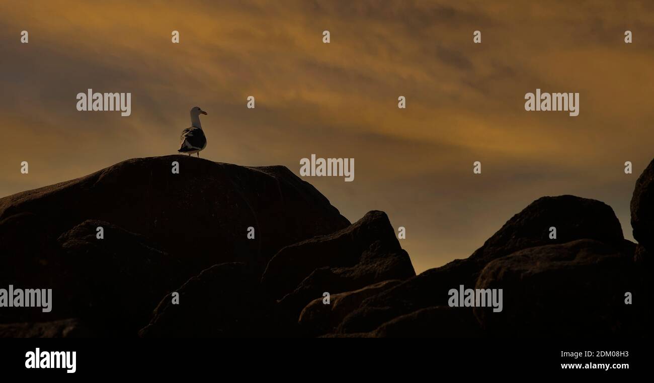 Single lonely seagull resting on rocks along the Sea of Cortez at day break in Cabo San Lucas, Mexico Stock Photo