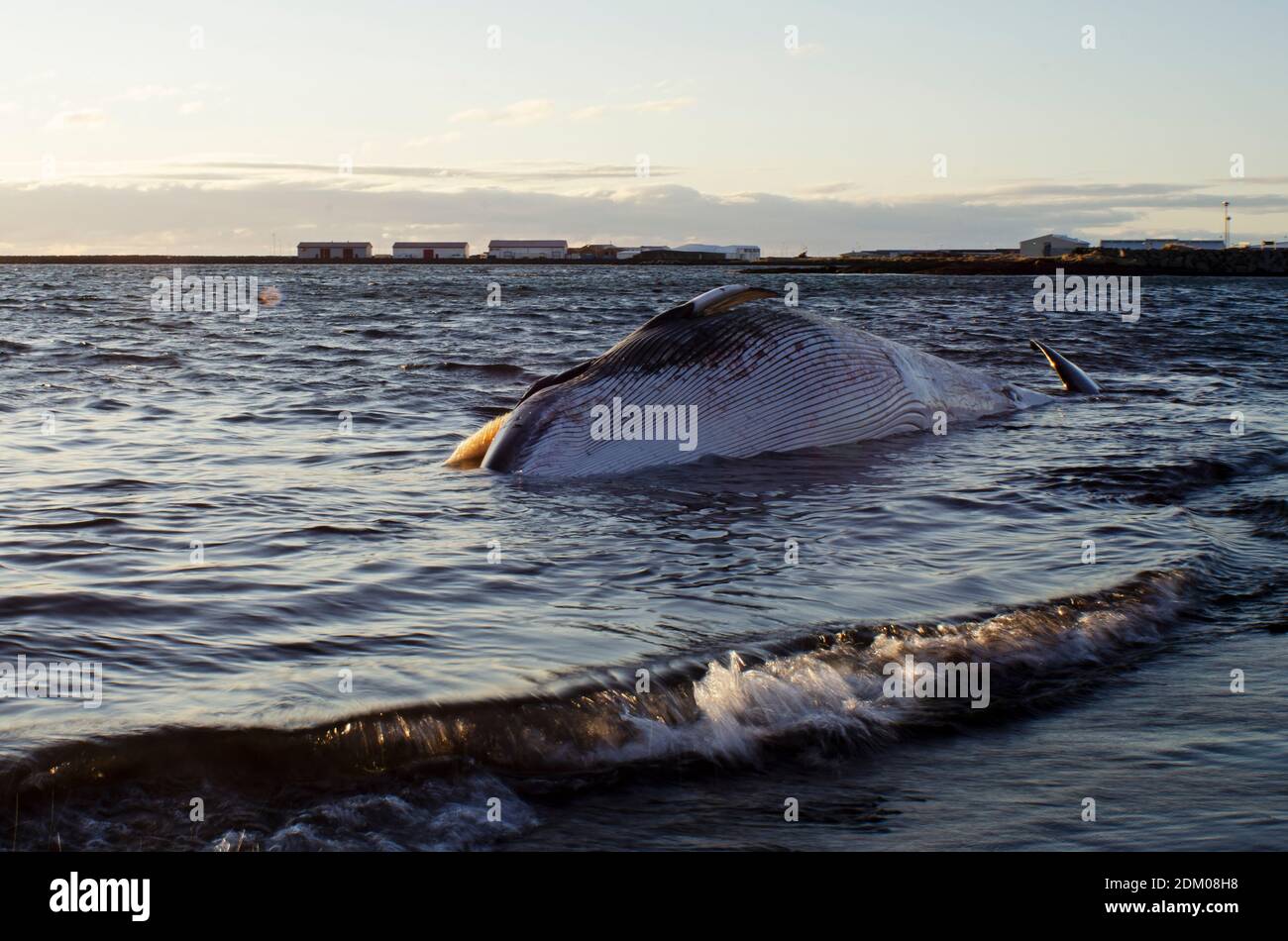 Beached minke whale hi-res stock photography and images - Alamy