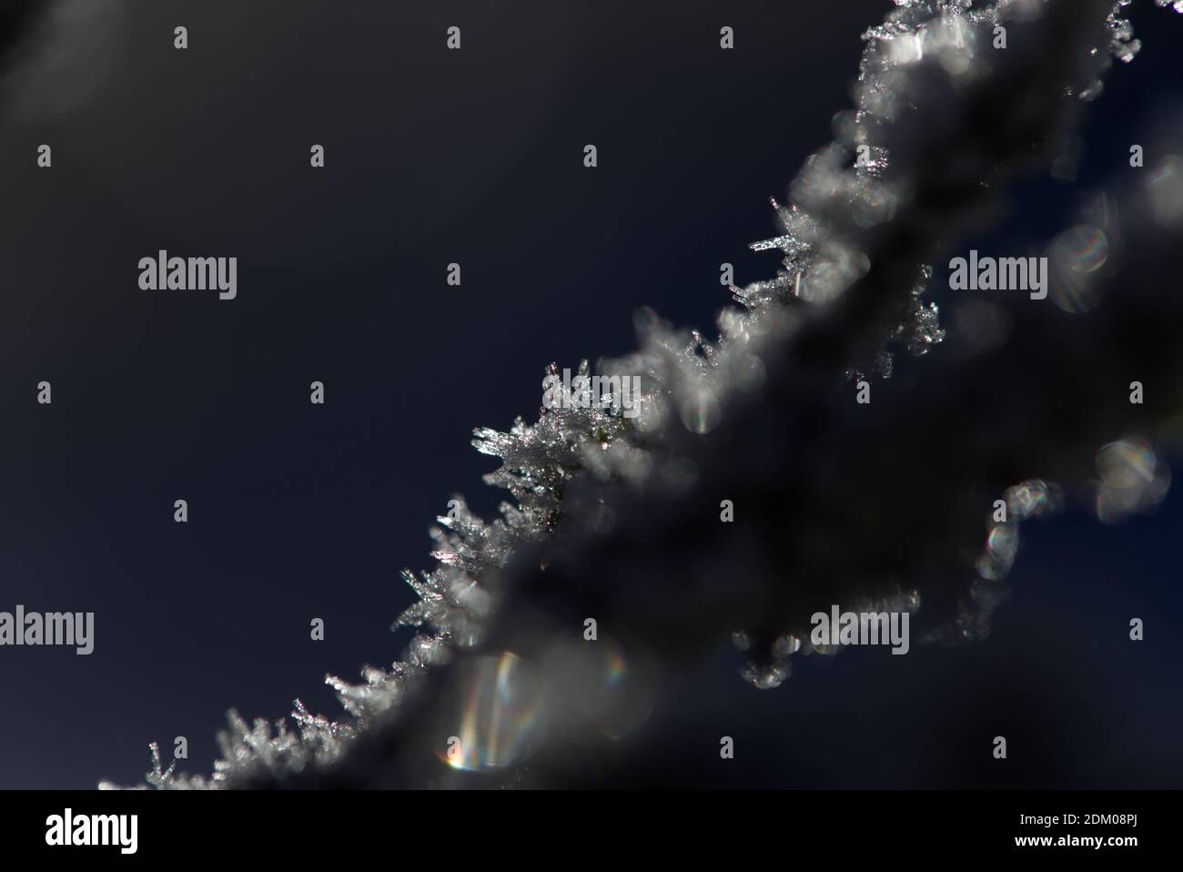 Ice crystals on the branches Stock Photo