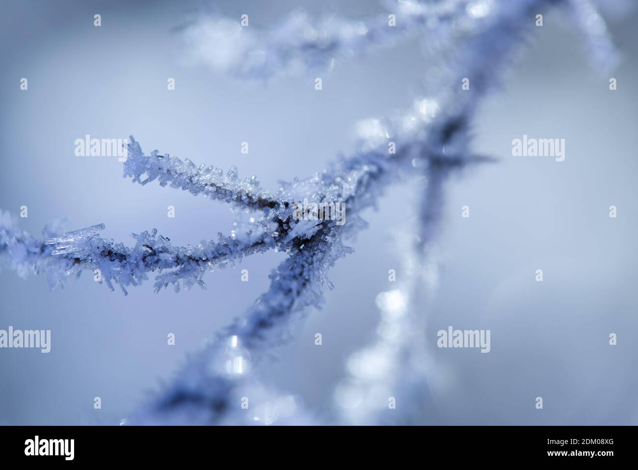 Ice crystals on the branches Stock Photo